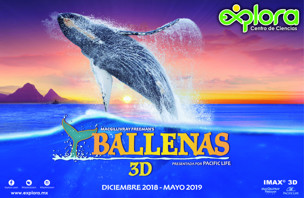 Ballenas 3D