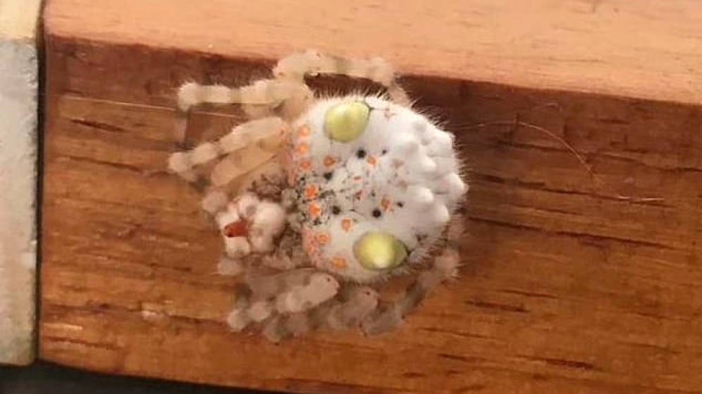 araña que parece sushi