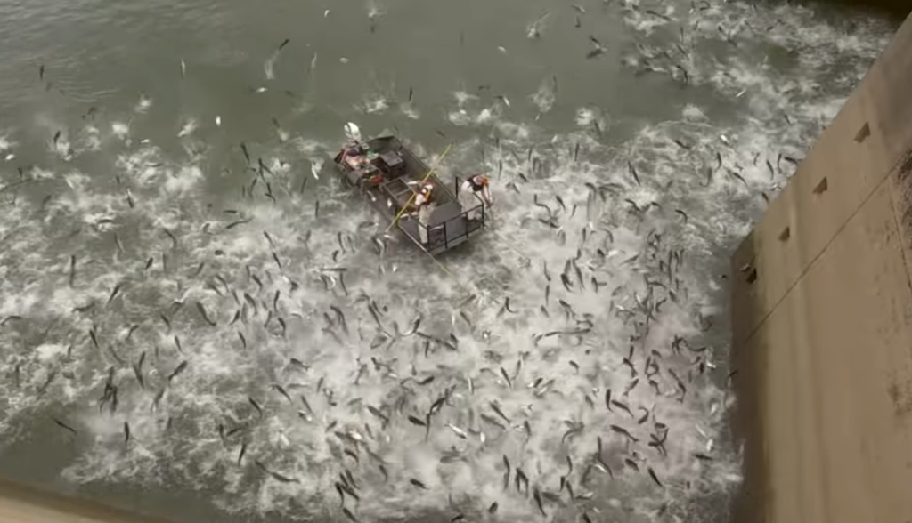 PECES SALTANDO