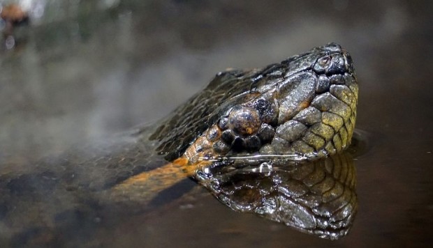 ANACONDA