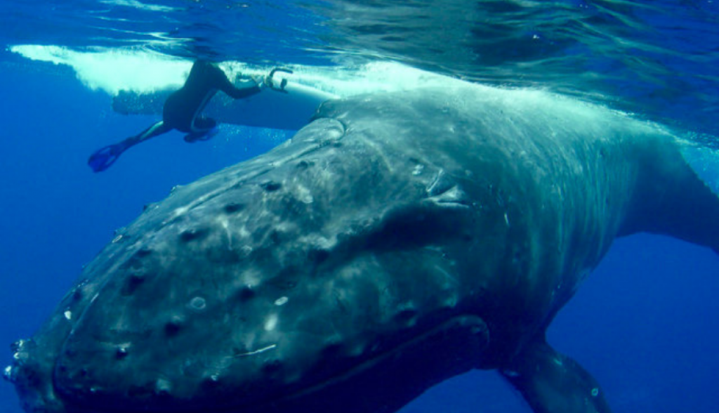 BALLENA