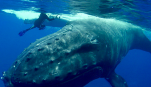 BALLENA