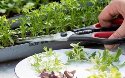 Microgreens