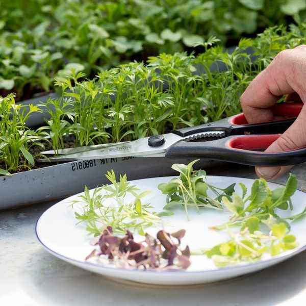 Microgreens