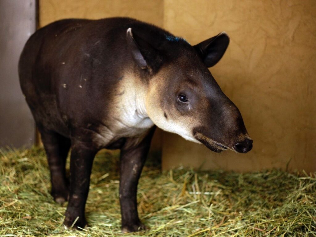 tapir-de-baird-en-zoologico-de-leon.jpeg_1902800913