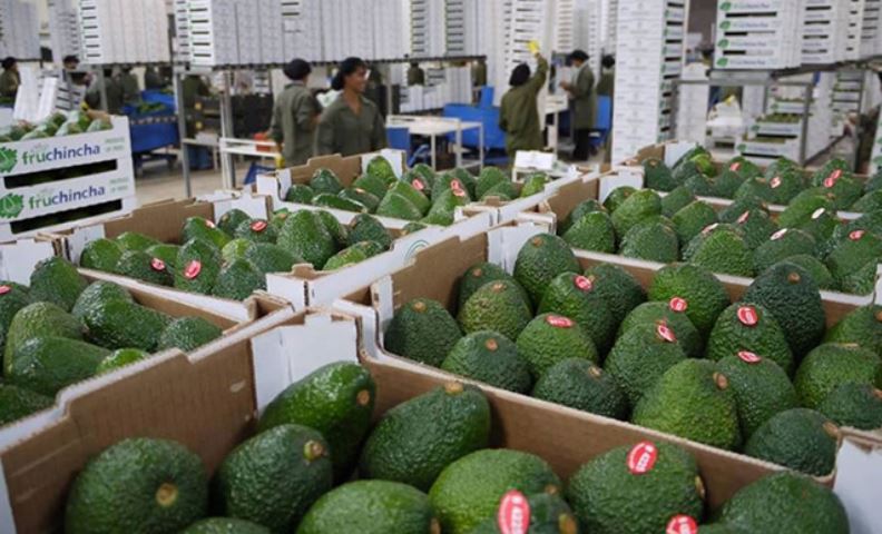 AGUACATE 2