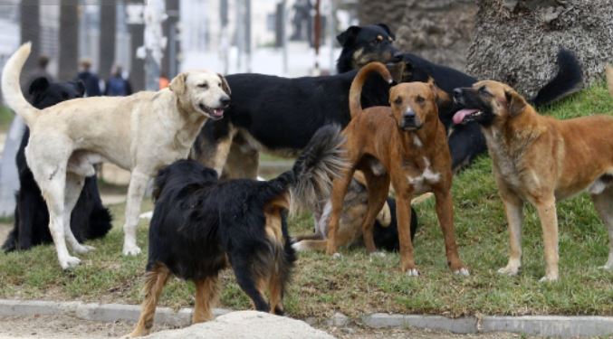 PERROS
