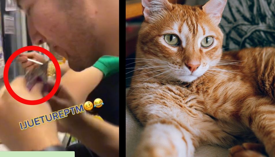 GATO