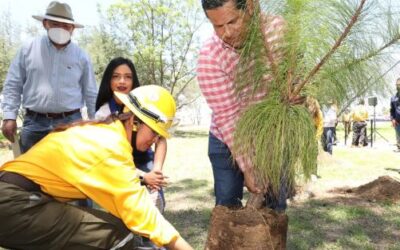ARBOL