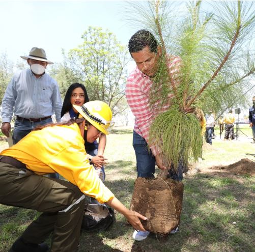 ARBOL