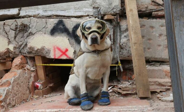 FRIDA