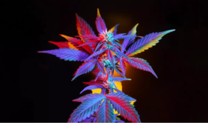 MOTA