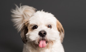 PERRO