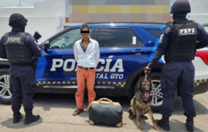 CANINO