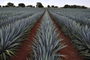 agave