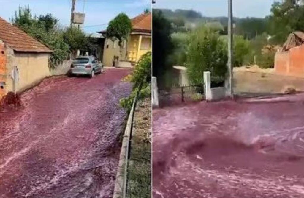 Vino