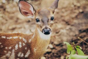 Venado2