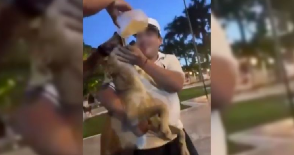 PERRITO