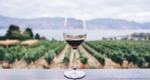 VINOS 1