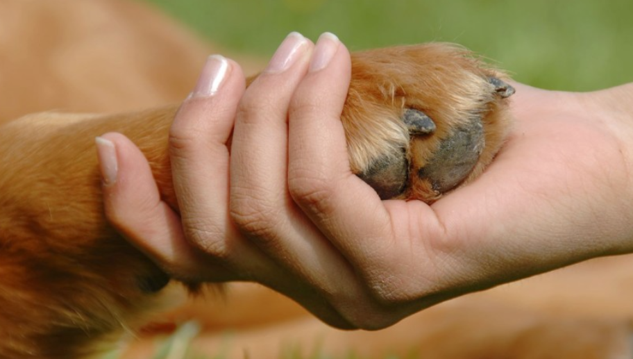 ANIMALES