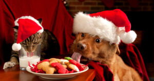 Mascotas-en-navidad