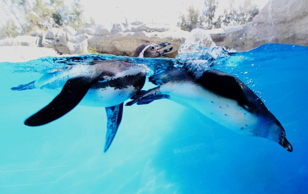 Pinguinos2
