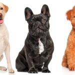 ¿Por qué los perros inclinan la cabeza?