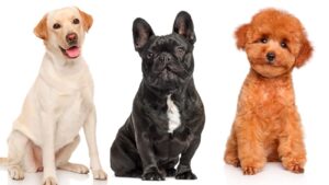 TIPOS-DE-PERROS-1300x731