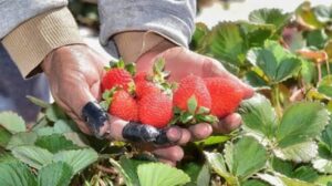 images-70