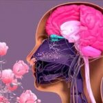 ¿Por qué algunas personas recuerdan mejor los olores?