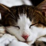 ¿Por qué los gatos eligen determinados lugares para dormir?