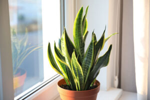 plantas-interior-sansevieria-foto-shutterstock