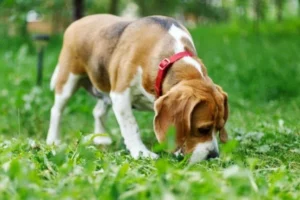 why-do-dogs-have-wet-noses-dog-sniffing-grass-e1719020113726.jpg