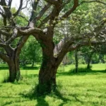 ARBOLES