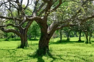 ARBOLES