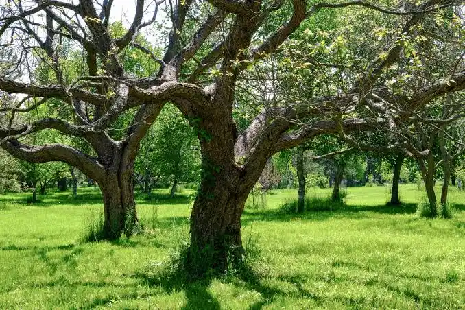 ARBOLES