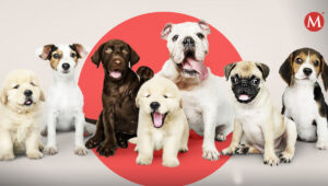 MASCOTAS