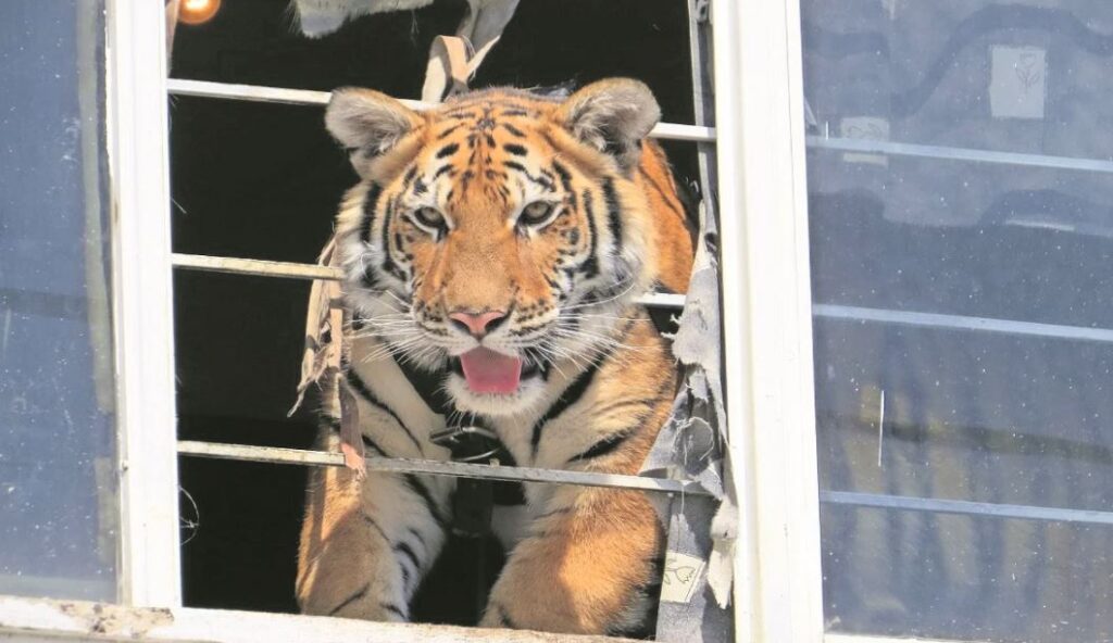 TIGRE