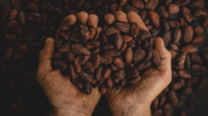 CACAO