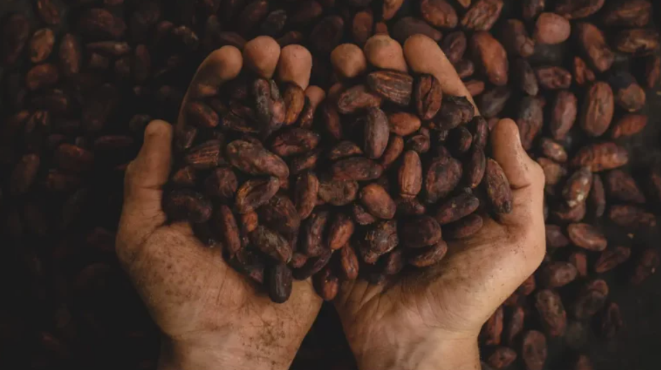 CACAO