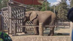 ELEFANTE