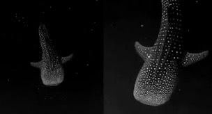 WhatsApp Image 2024-08-12 at 7.42.43 PM