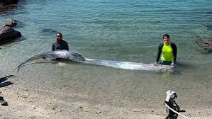 WhatsApp Image 2024-08-17 at 10.39.29 AM